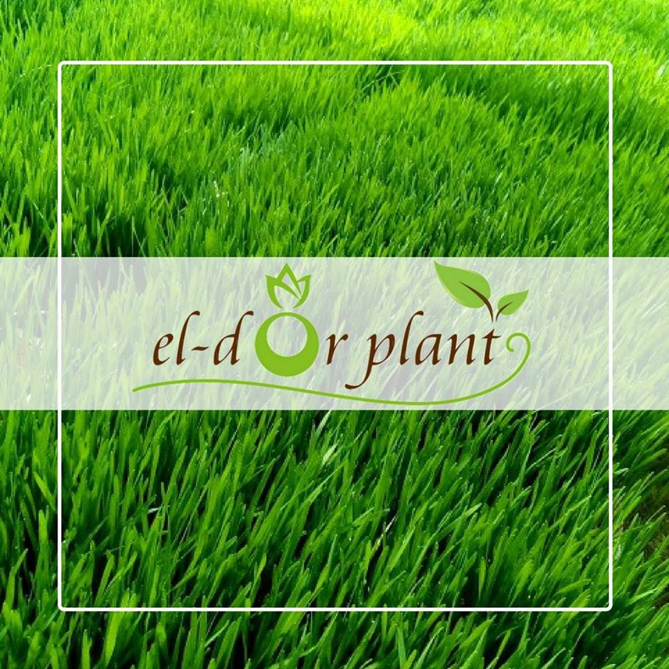 El-Dor Plant